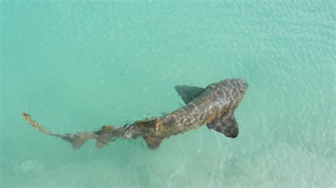 requin algerie|Un requin pèlerin géant capturé accidentellement。